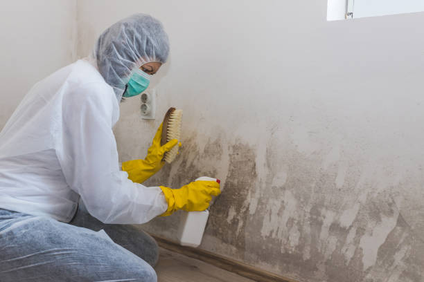 Best Basement Mold Remediation in Bertville, AL
