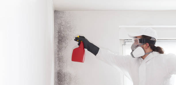 Best Residential Mold Remediation in Bertville, AL