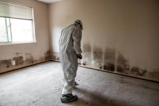 Best Residential Mold Remediation in Bertville, AL