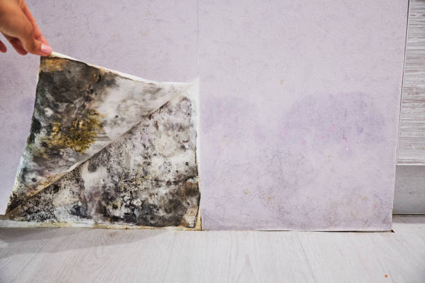 Best Attic Mold Remediation in Bertville, AL